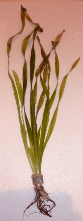 Vallisneria spiralis 'Tiger' - 3.90€